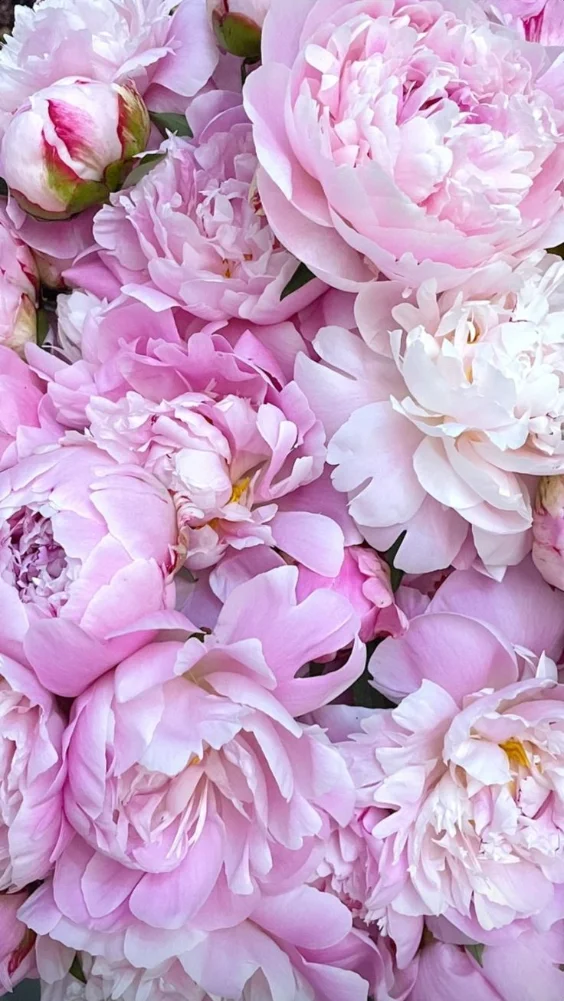 Hình nền hoa mẫu đơn quyến rũ 19