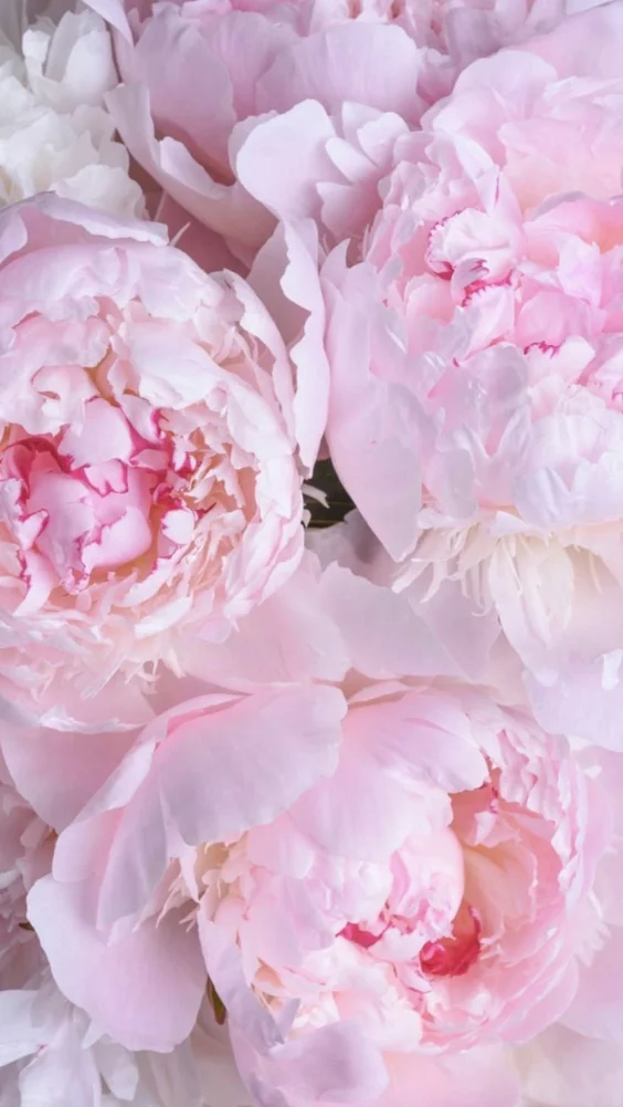 Hình nền hoa mẫu đơn quyến rũ 8