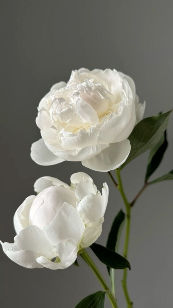 Hinh-nen-hoa-mau-don-trang (14)-1