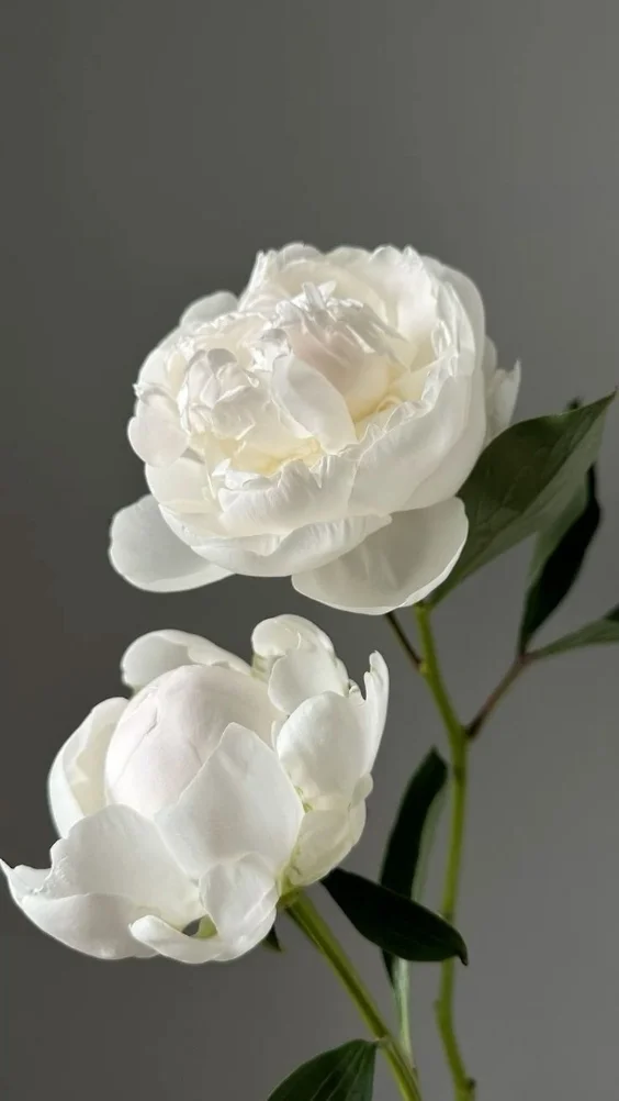 Hinh-nen-hoa-mau-don-trang (14)-1