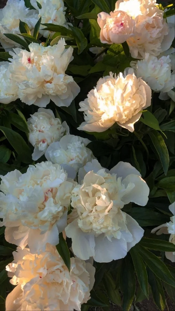 Hinh-nen-hoa-mau-don-trang (6)-1