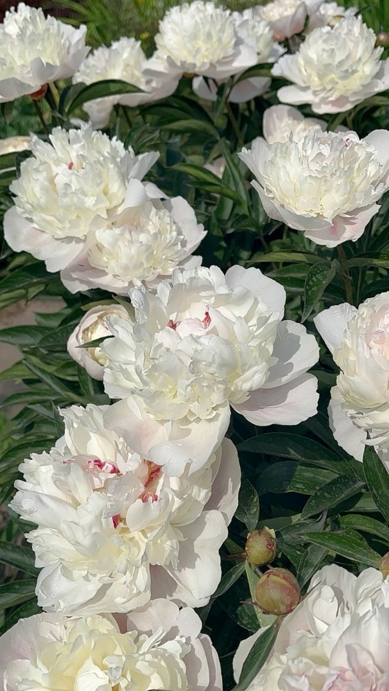 Hinh-nen-hoa-mau-don-trang (8)-1