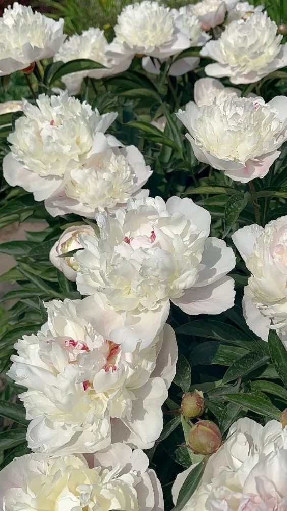 Hinh-nen-hoa-mau-don-trang (8)-1