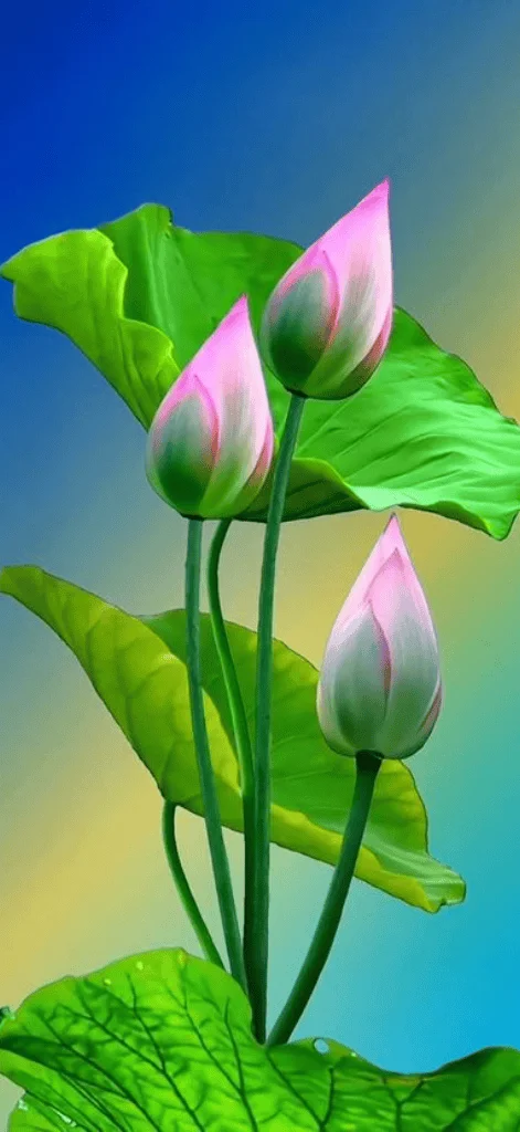 Hình nền hoa sen 42