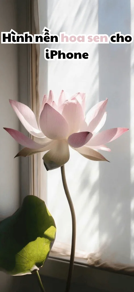 hình nền hoa sen cho iPhone