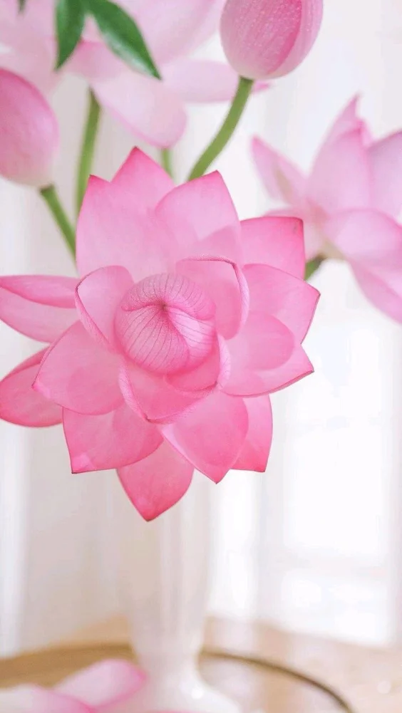 Hình nền hoa sen trang nhã 8