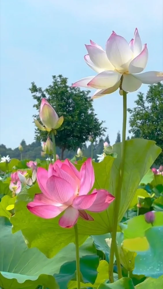 Hình nền hoa sen trang nhã 12