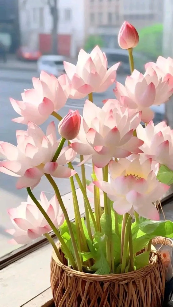 Hình nền hoa sen trang nhã 6