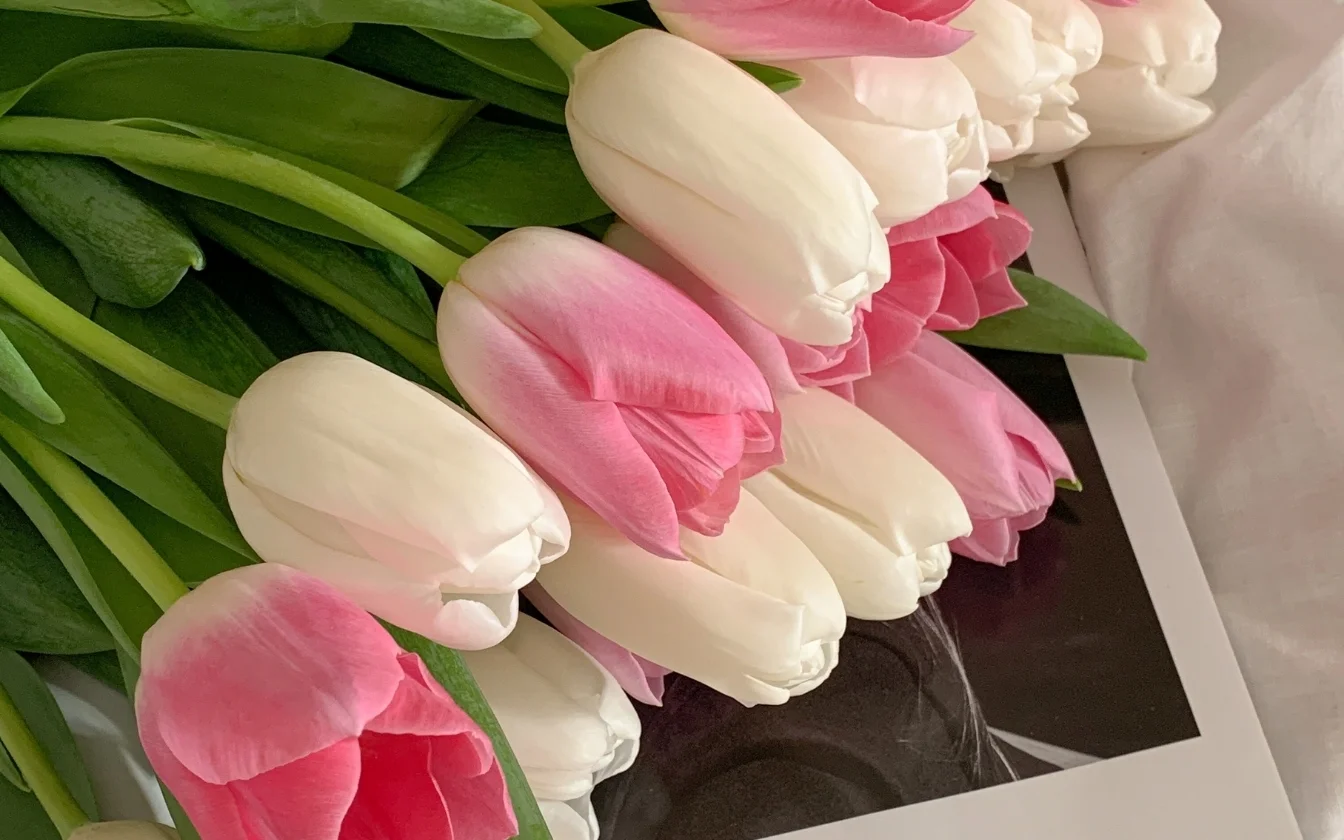 hinh-nen-hoa-tulip-cute-cho-may-tinh-1