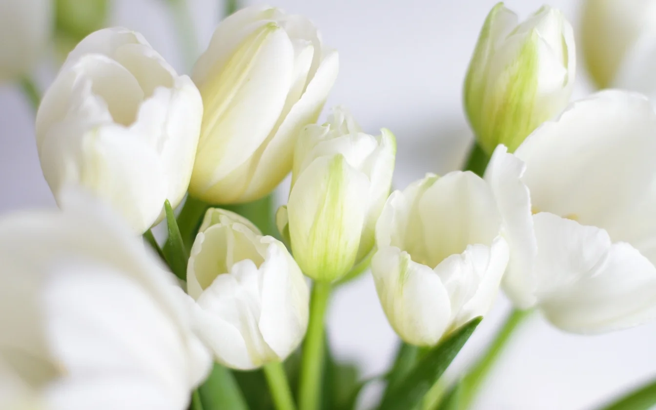 hinh-nen-hoa-tulip-cute-cho-may-tinh-2