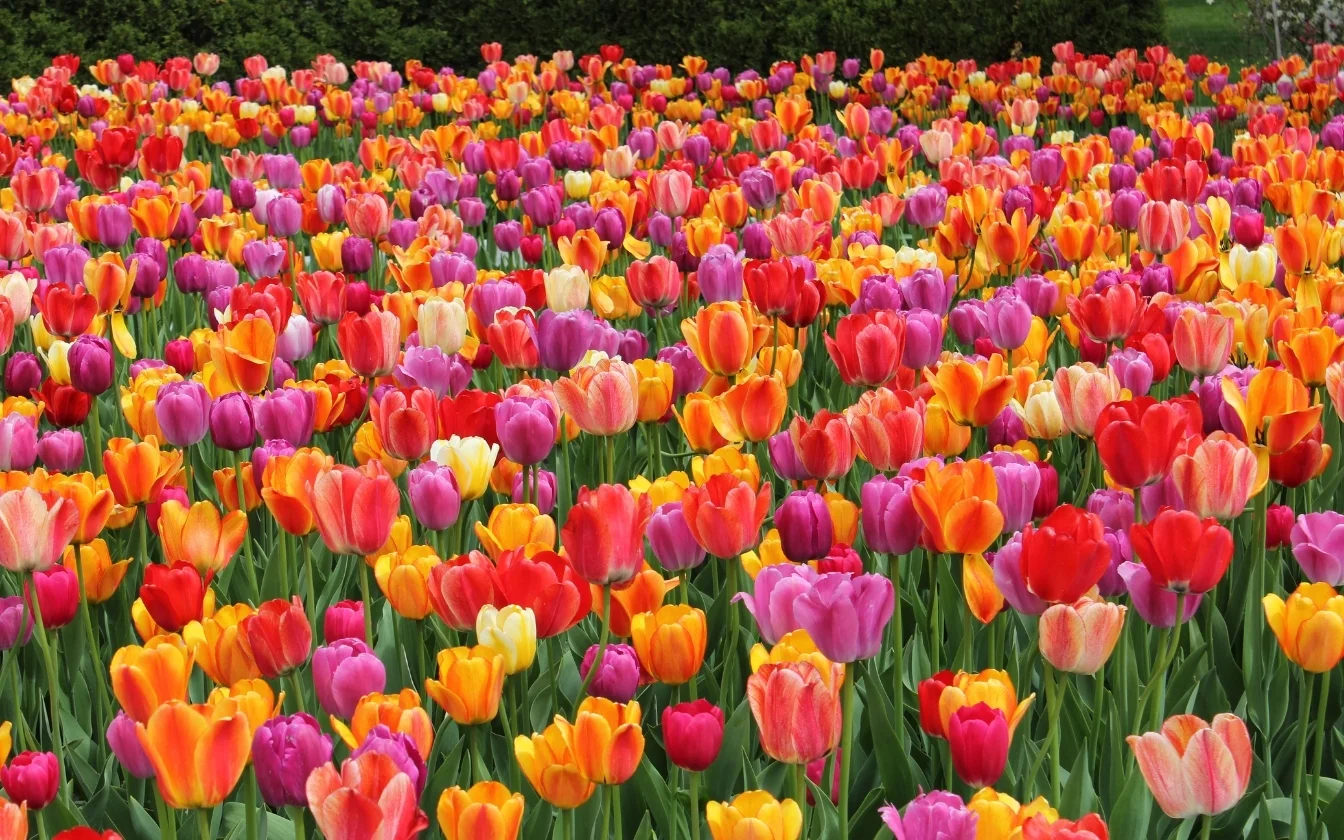 hinh-nen-hoa-tulip-cute-cho-may-tinh-3