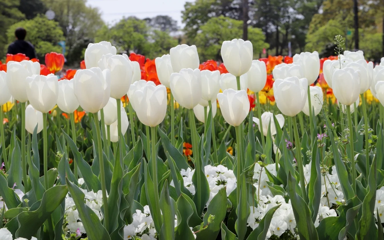 hinh-nen-hoa-tulip-cute-cho-may-tinh-6