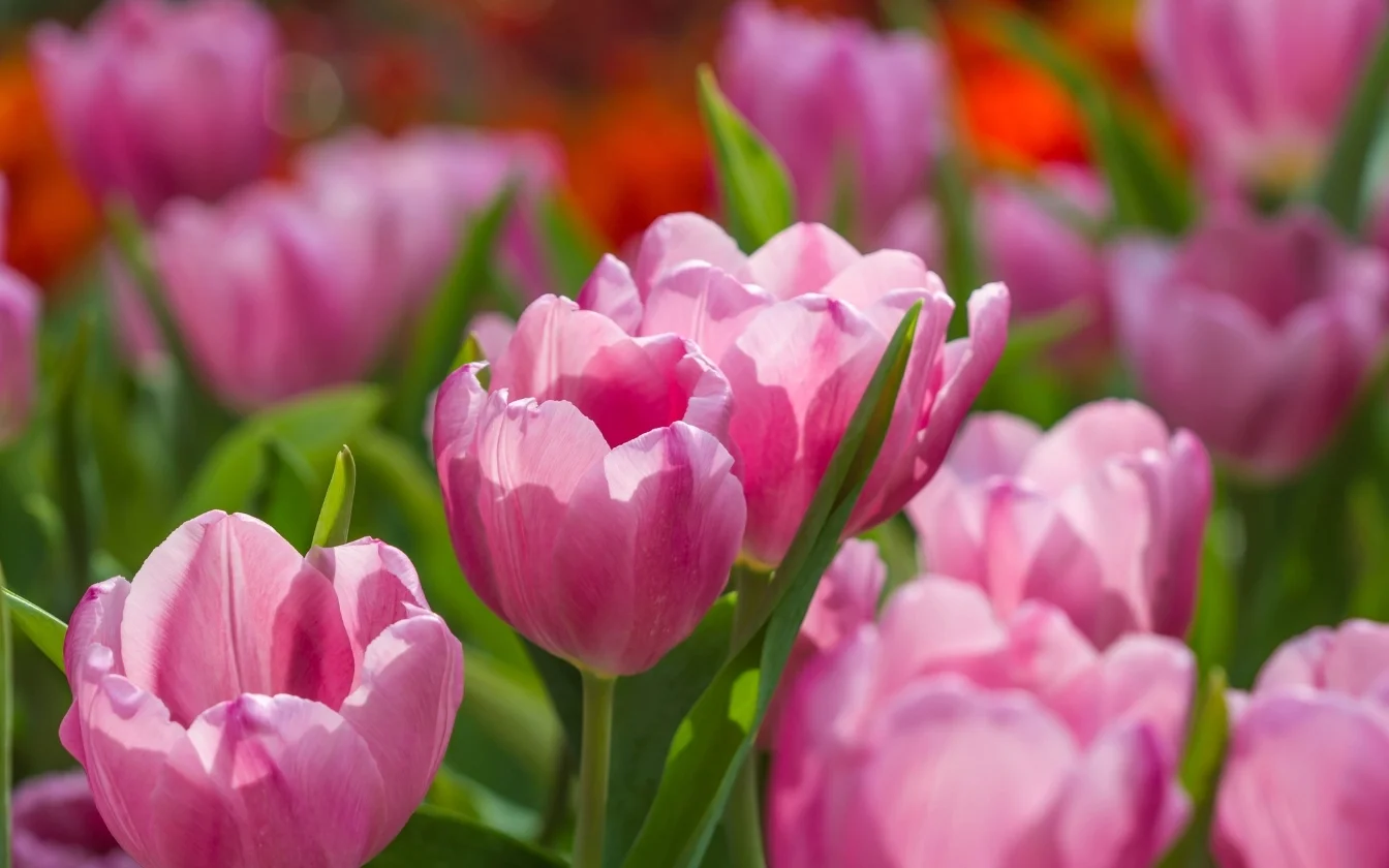 hinh-nen-hoa-tulip-cute-cho-may-tinh-8