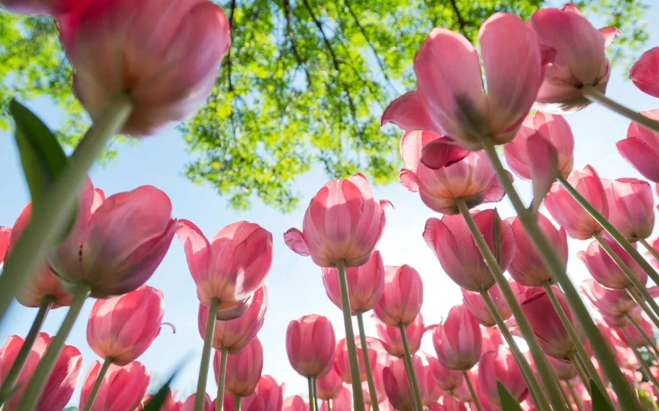 hinh-nen-hoa-tulip-cute-cho-may-tinh-9