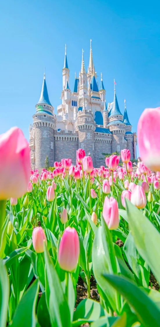 Hình nền hoa Tulip full HD 13