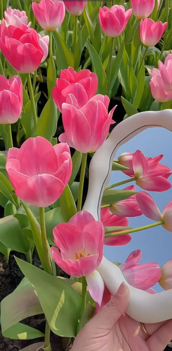 Hình nền hoa Tulip full HD 14