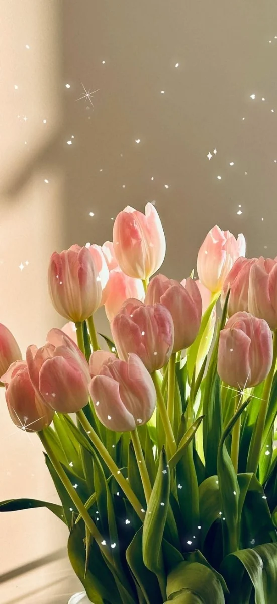 hinh-nen-hoa-tulip-hong-2