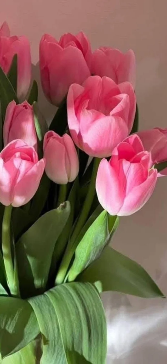 hinh-nen-hoa-tulip-hong-7