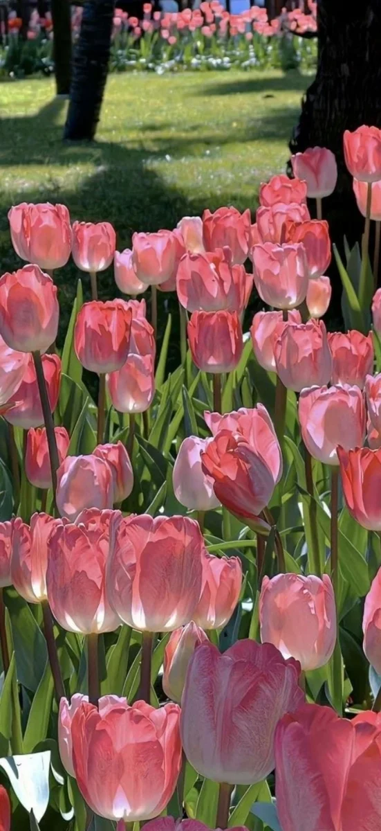 hinh-nen-hoa-tulip-hong-8