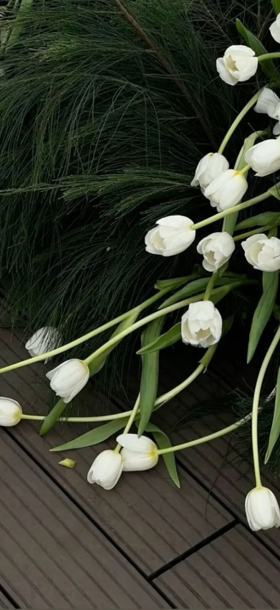 hinh-nen-hoa-tulip-trang-1