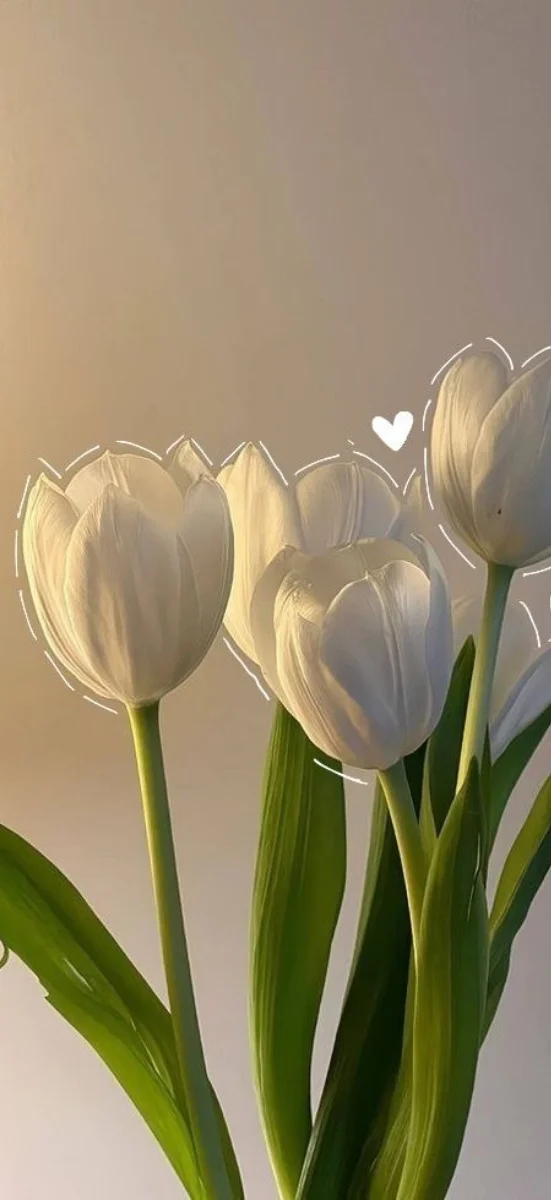 hinh-nen-hoa-tulip-trang-11