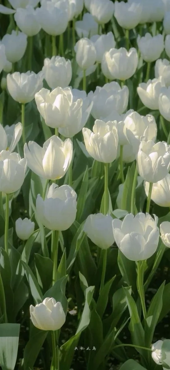 hinh-nen-hoa-tulip-trang-2