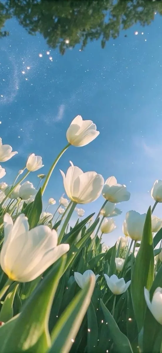 hinh-nen-hoa-tulip-trang-3