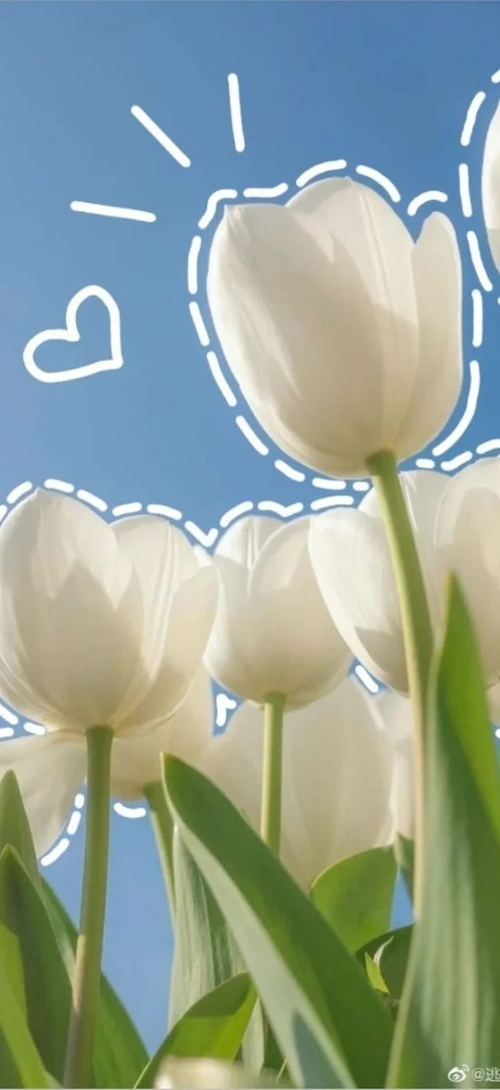 hinh-nen-hoa-tulip-trang-5