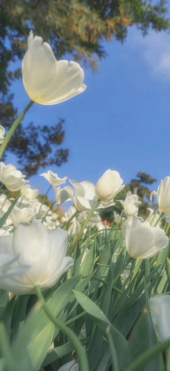 hinh-nen-hoa-tulip-trang-6