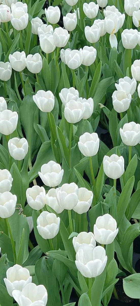hinh-nen-hoa-tulip-trang-7