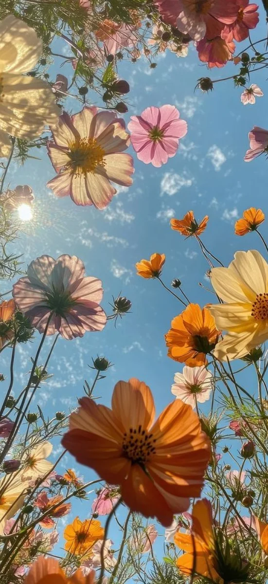 hinh-nen-ios-26-loai-hoa-1