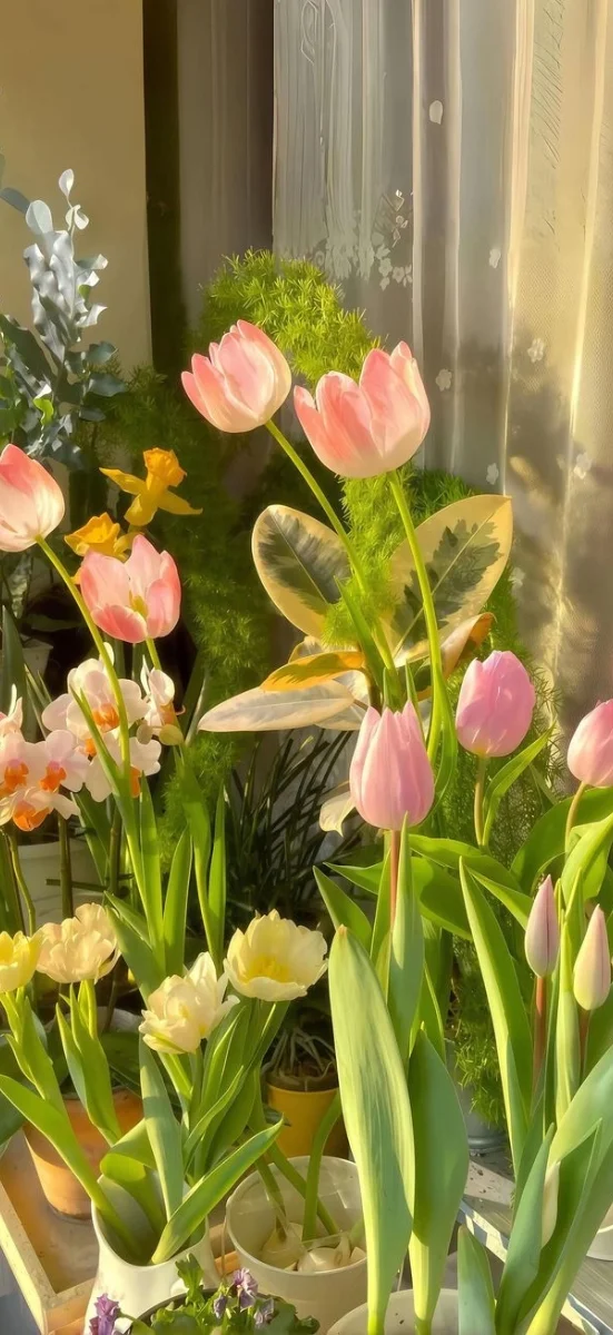 hinh-nen-ios-26-hoa-7