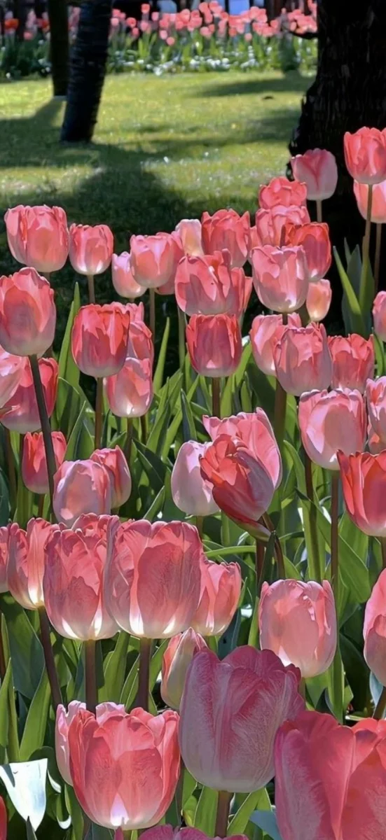 hinh-nen-ios-26-hoa-8