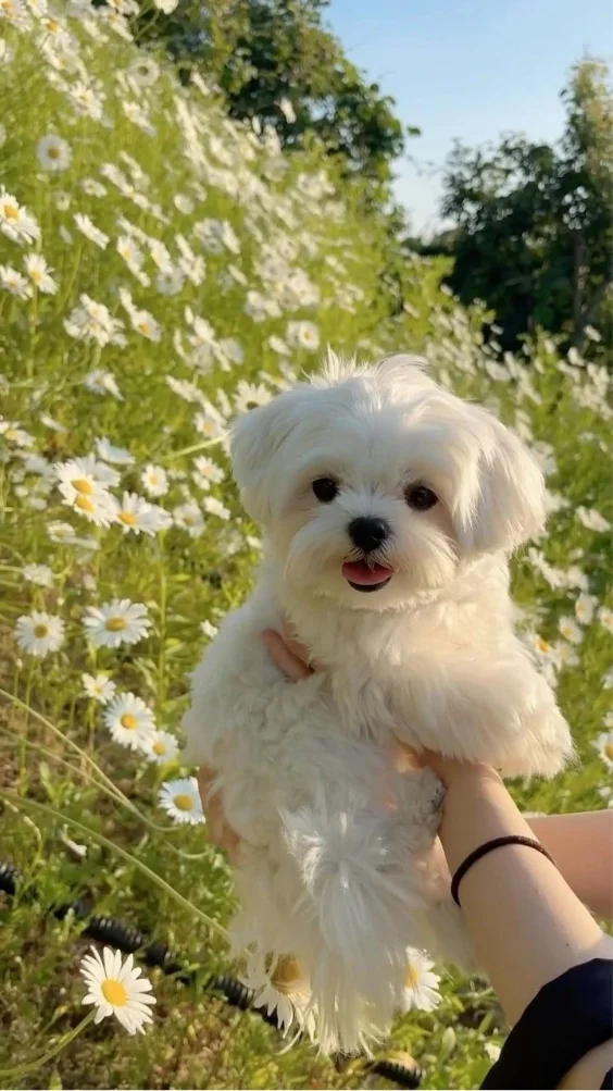 Hinh-nen-iPhone-7 (12)