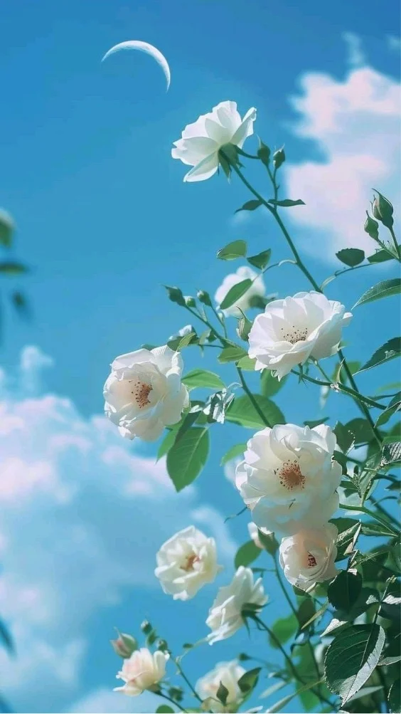 Hinh-nen-iPhone-7 (37)