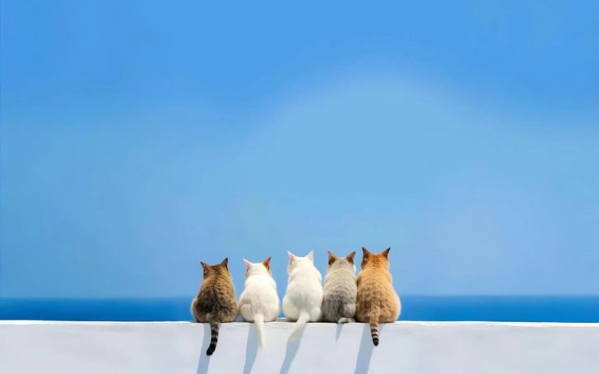 Hinh-nen-macbook (43)