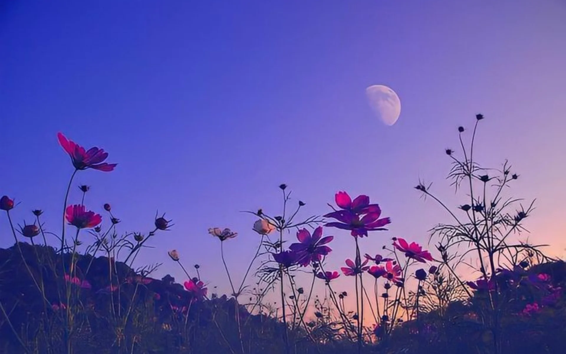 Hinh-nen-macbook (45)