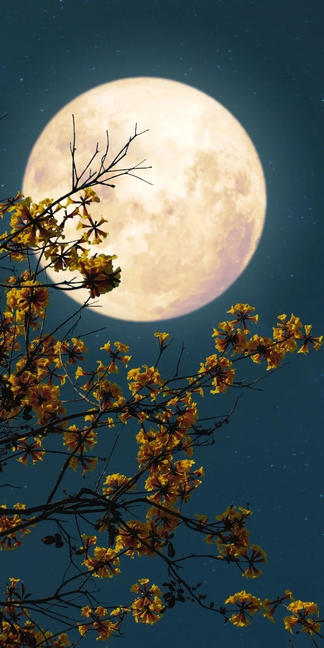 hinh-nen-mat-trang-tron-1