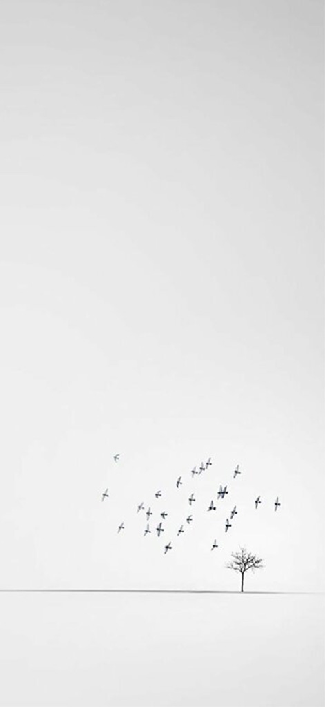 Đàn chim đơn giản