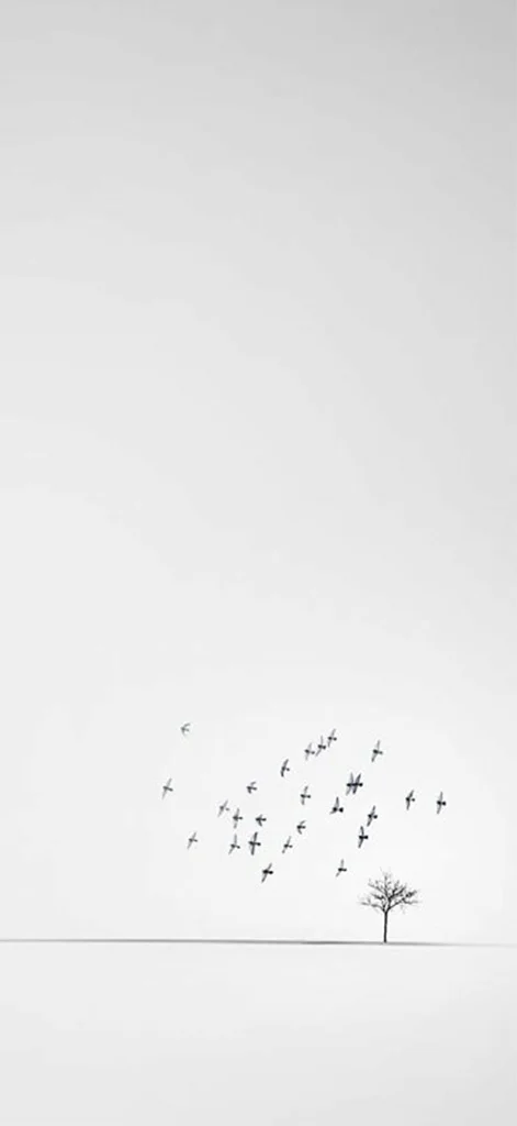 Đàn chim đơn giản