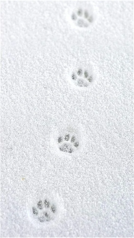 hinh-nen-mau-trang-hoa-tuyet (2)