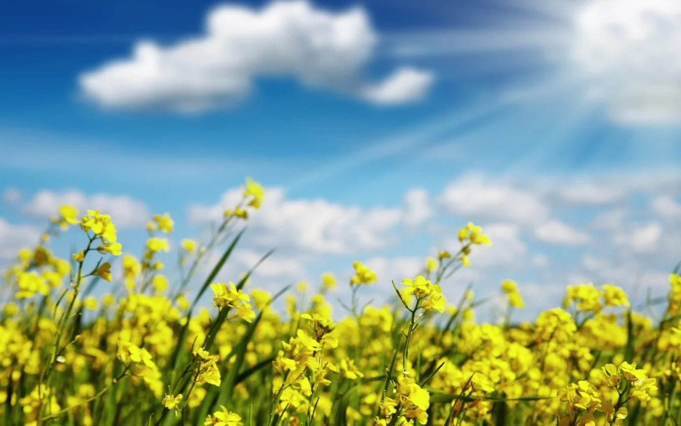 hinh-nen-mau-vang-rưc-ro-cho-laptop (5)