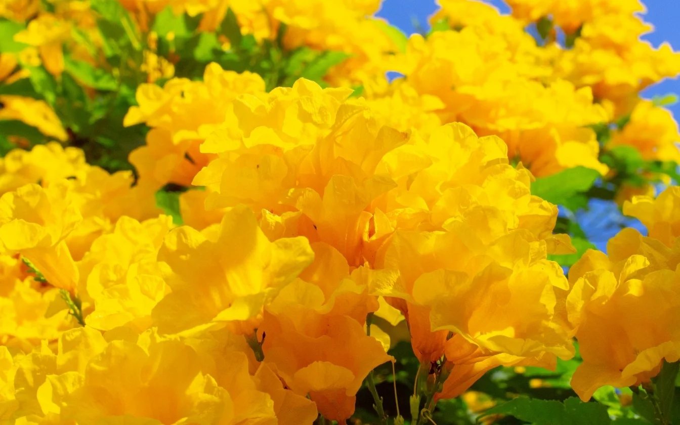 hinh-nen-mau-vang-rưc-ro-cho-laptop (8)