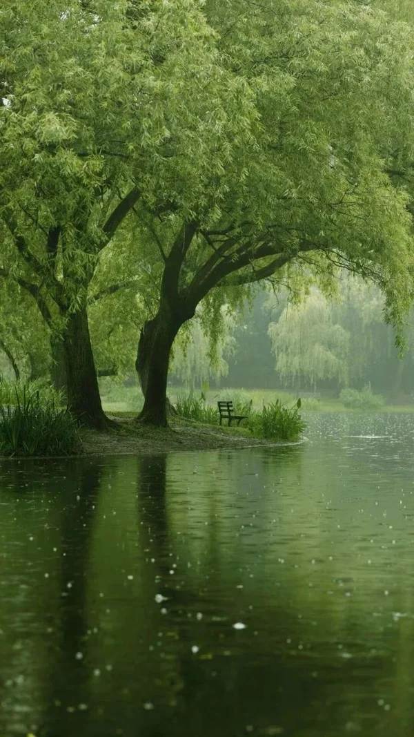 Hình nền màu xanh lá cây tươi mát cho điện thoại 9