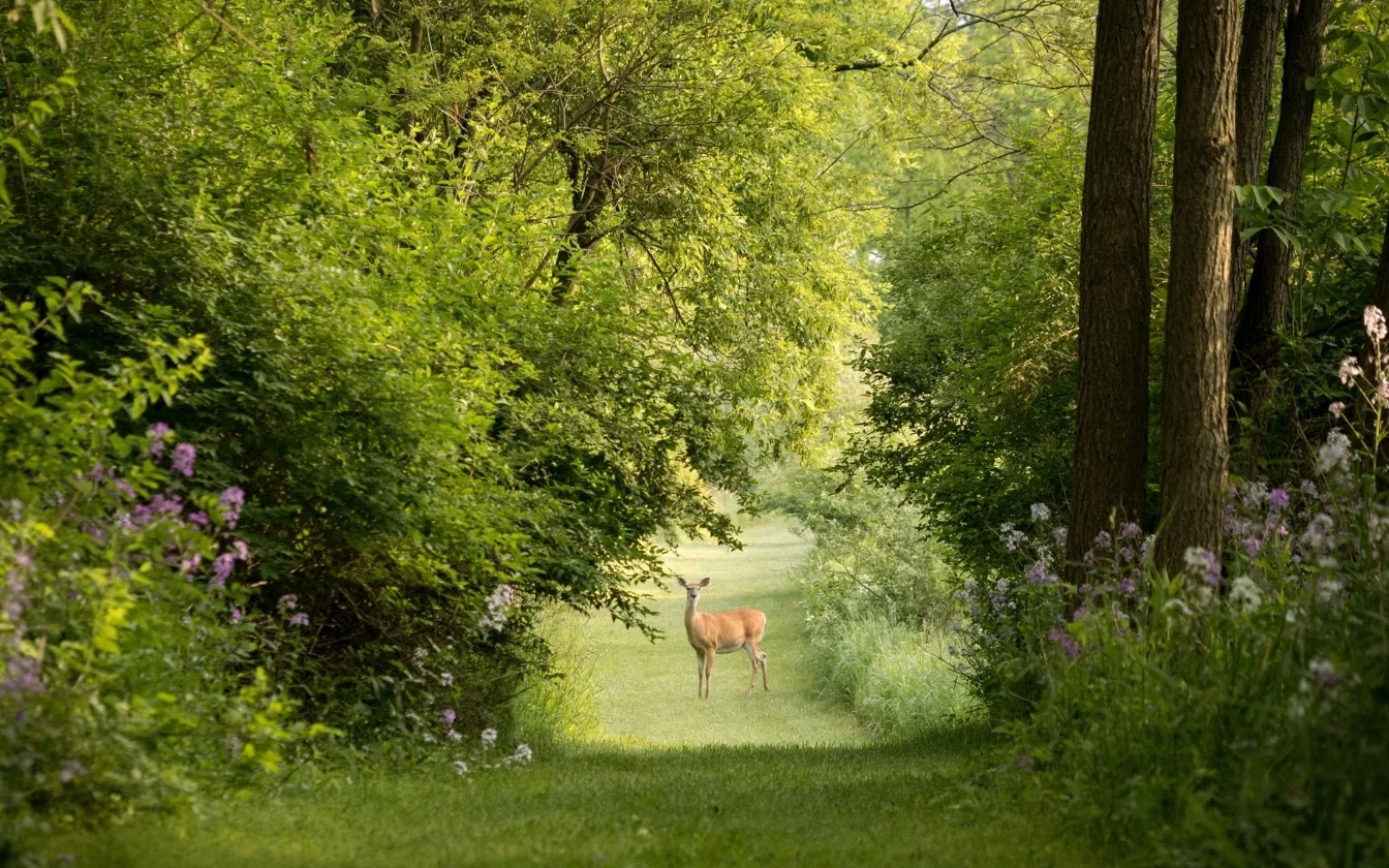 hinh-nen-may-man-cho-menh-moc-2