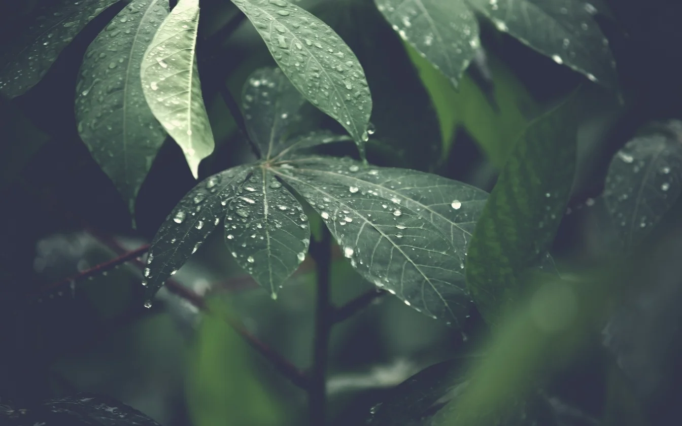 hinh-nen-may-man-cho-menh-moc-3