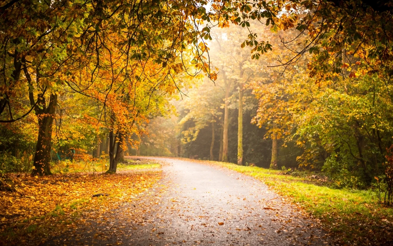 hinh-nen-may-man-cho-menh-tho-2