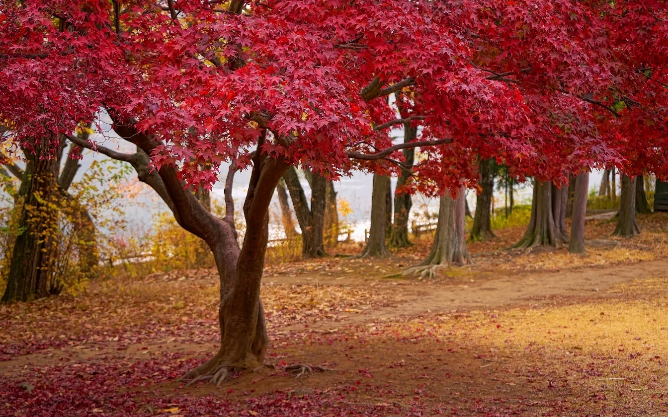 hinh-nen-may-man-cho-menh-tho-3