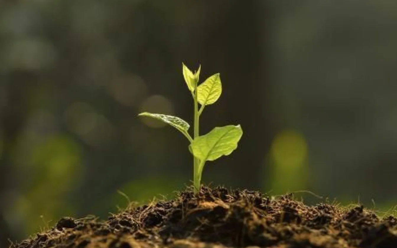 hinh-nen-may-man-cho-menh-tho-5