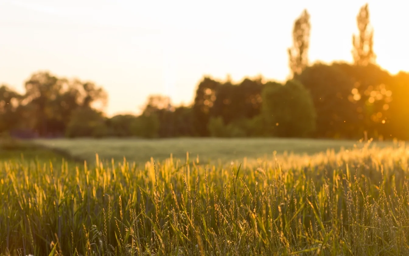 hinh-nen-may-man-cho-menh-tho